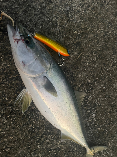 ハマチの釣果