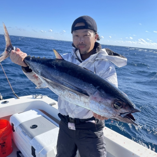 ビンチョウマグロの釣果