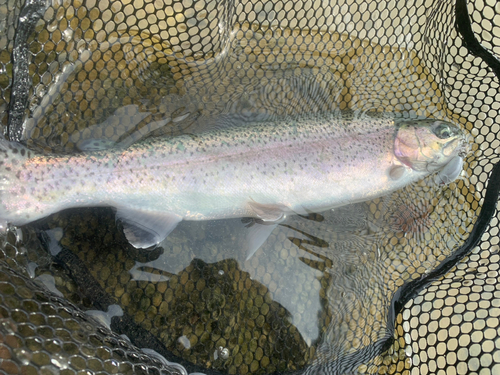 ニジマスの釣果