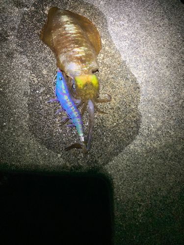 アオリイカの釣果