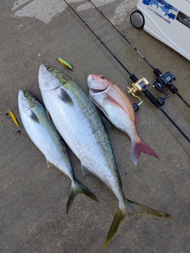 ブリの釣果