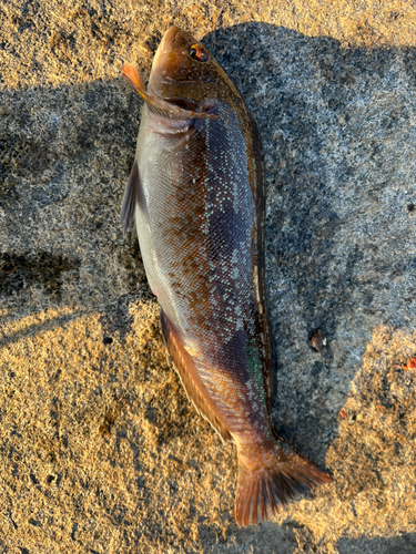 アイナメの釣果