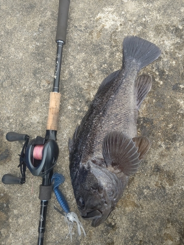 クロソイの釣果