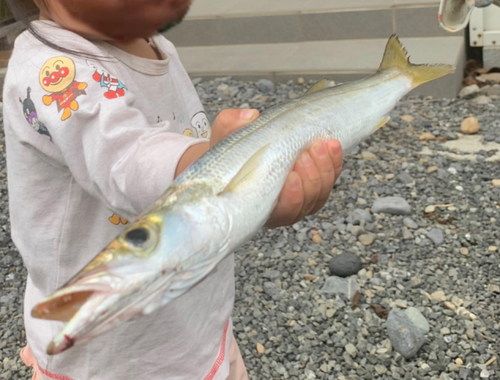 カマスの釣果