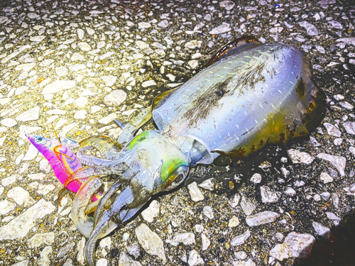 アオリイカの釣果