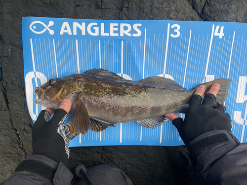 アイナメの釣果