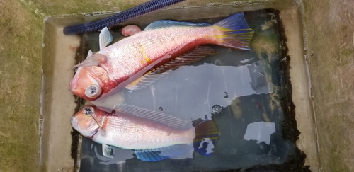 アマダイの釣果