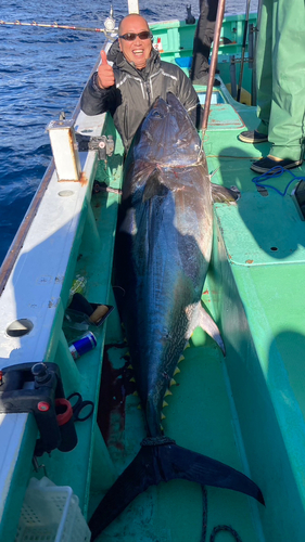 クロマグロの釣果