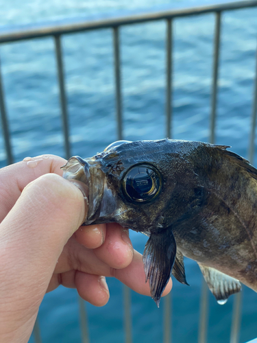 クロメバルの釣果