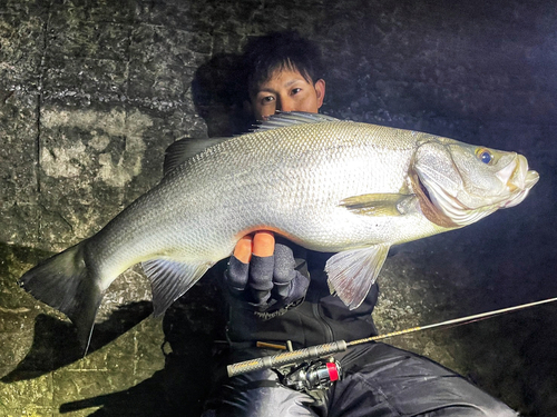 ヒラスズキの釣果