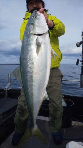 ブリの釣果