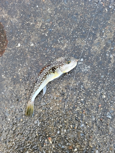 クサフグの釣果