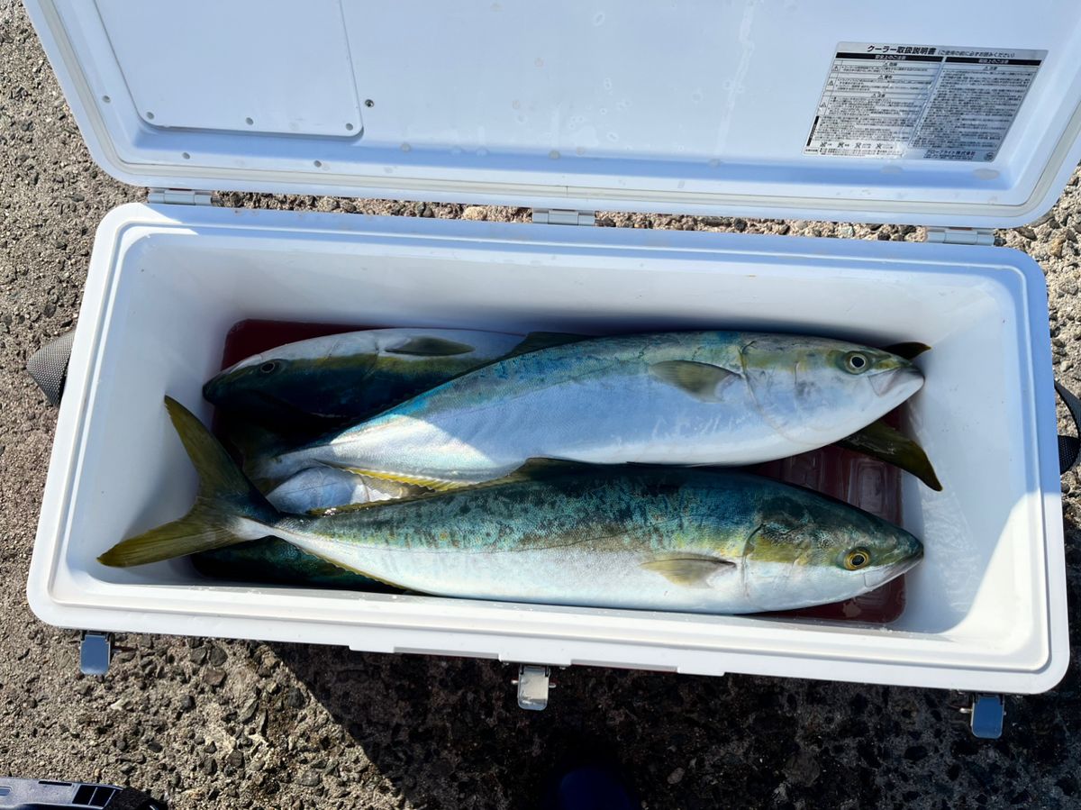 タッチーさんの釣果 3枚目の画像