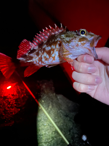 クロメバルの釣果