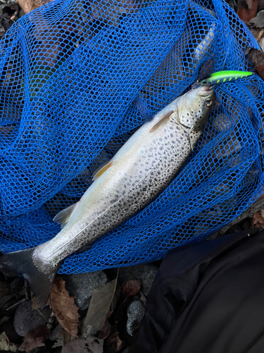 ブラウントラウトの釣果