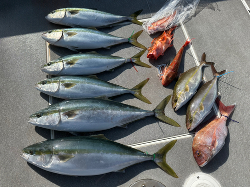 ワラサの釣果