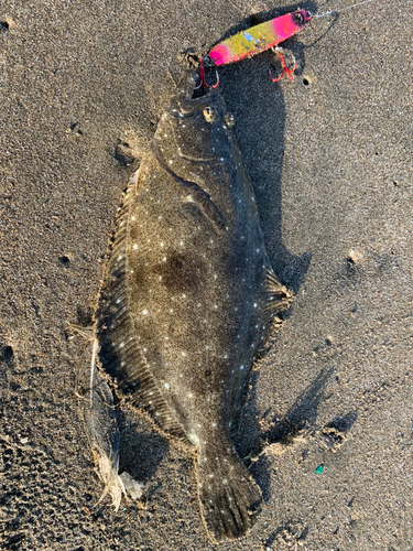 ソゲの釣果