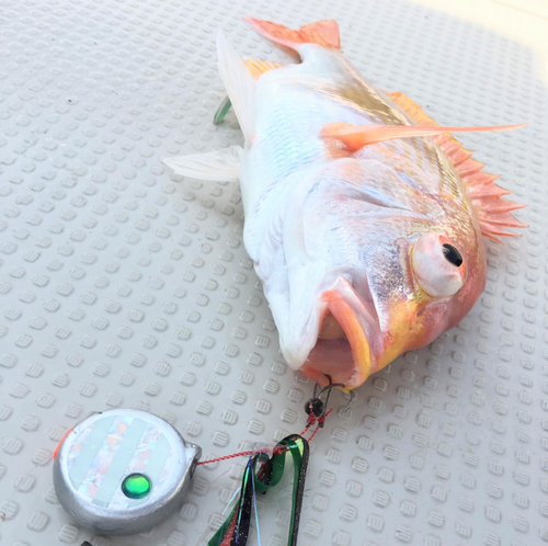 レンコダイの釣果