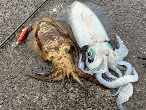 アオリイカの釣果