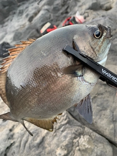 イスズミの釣果