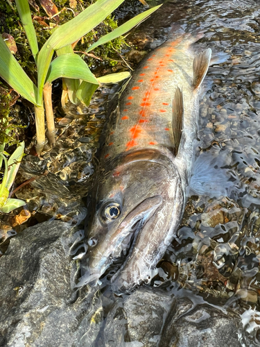 アマゴの釣果