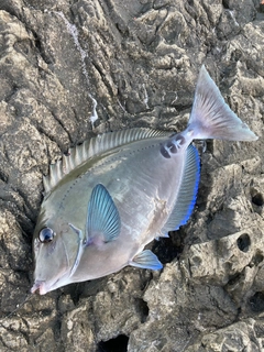 サンノジの釣果