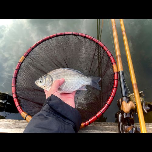 ヘラブナの釣果