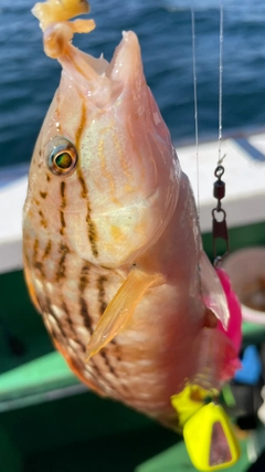 ベラの釣果