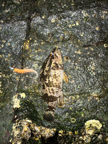 タケノコメバルの釣果