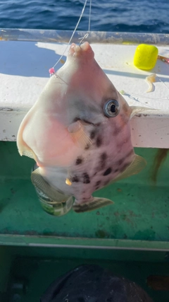 カワハギの釣果