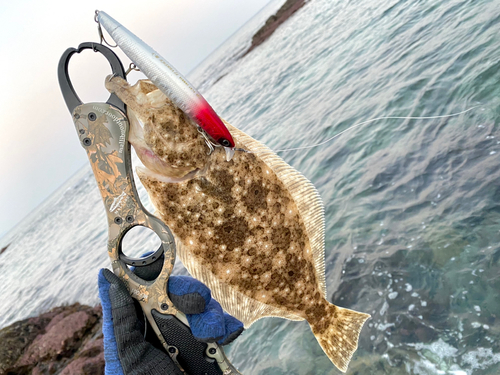 ヒラメの釣果