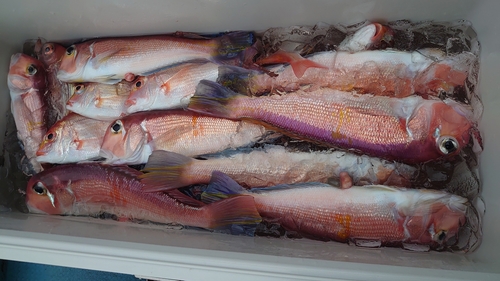 アマダイの釣果