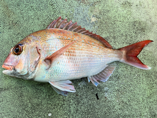 マダイの釣果