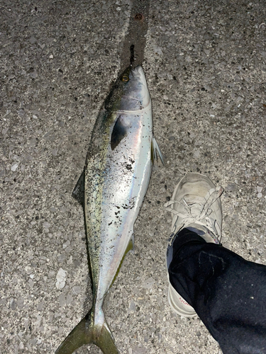 ハマチの釣果