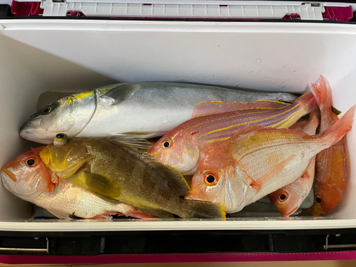 アオハタの釣果