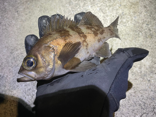 メバルの釣果