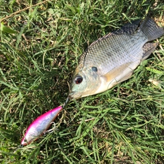 ナイルティラピアの釣果