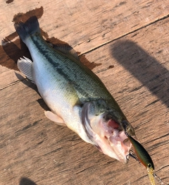 ブラックバスの釣果