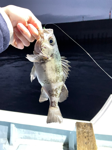 メバルの釣果