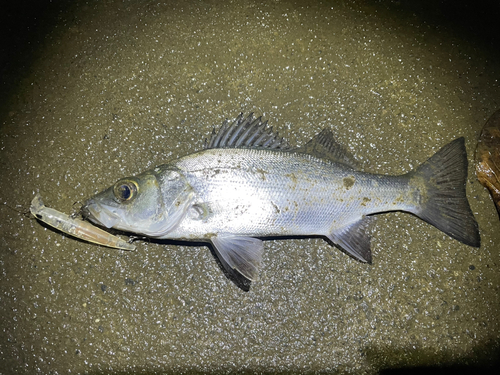 セイゴ（マルスズキ）の釣果