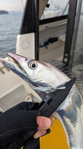 タチウオの釣果