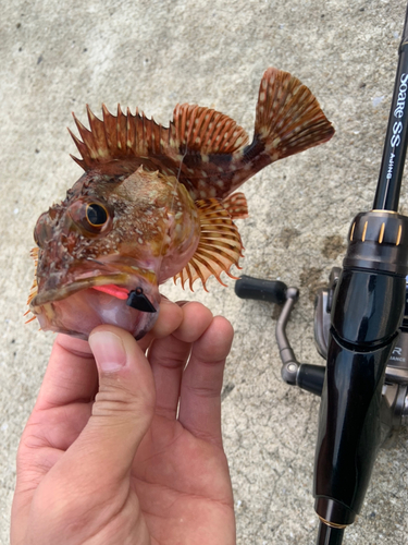 カサゴの釣果