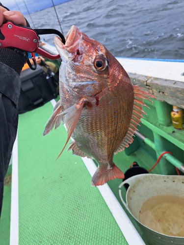 マダイの釣果