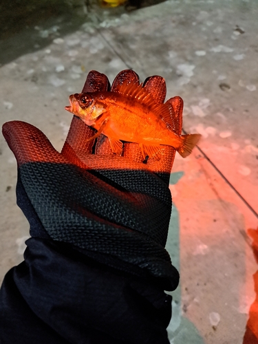 メバルの釣果