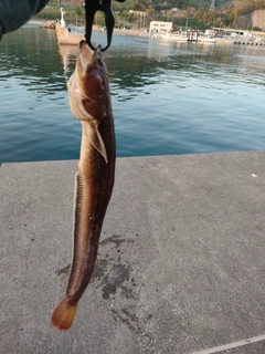 ダイナンギンポの釣果