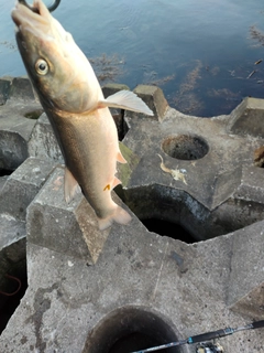 ウグイの釣果