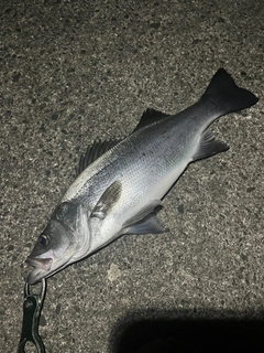 ヒラスズキの釣果