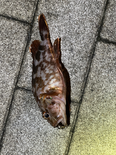 ガシラの釣果