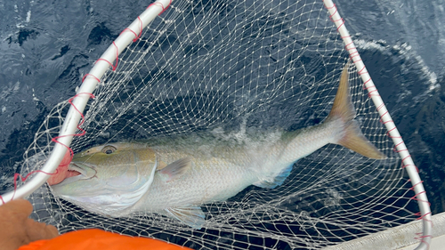 アオチビキの釣果