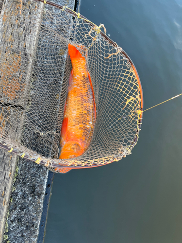 コイの釣果